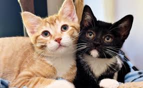 Image result for kittens
