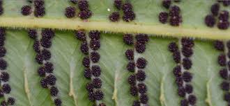 Image result for Pneumatopteris unita