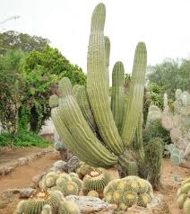 Echinopsis Atacamensis In 2020 Pflanzen Kaktus Gewachs