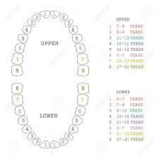 Vector Illustration Tooth Dental Chart Human Teeth