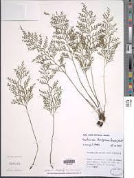 Image result for Asplenium theciferum