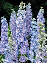 Love Delphiniums Delphinium Flowers Flowers Perennials Delphinium