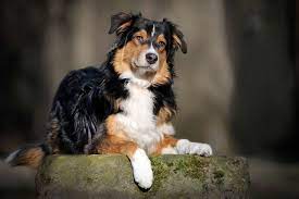 Aktuelle preise für produkte vergleichen! Australian Shepherd Aussie Dog Breed Information Characteristics Daily Paws
