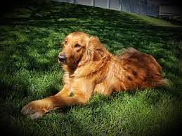 Goldheart Golden Retrievers Rescue Home Facebook