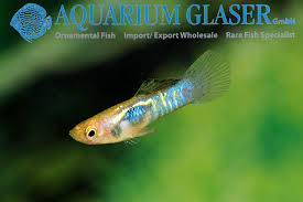 Although rare, there is a risk a female. Endler Guppy Blue Tiger Aquarium Glaser Gmbh