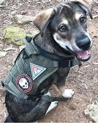 So when you're out searching for the right kit, you'll want a vest that is. Tactical Dog Gear The Canine Chef Cookbook