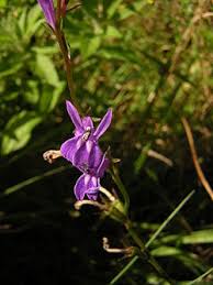 Image result for Lobelia chireensis