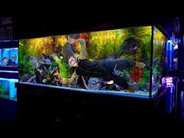 300 Gallon Betta Sorority World Record Youtube Betta World Records 300 Gallon Aquarium