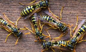 Epingle Sur Repulsif Contre Les Moustiques