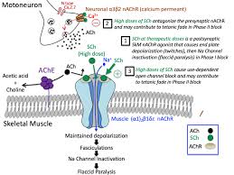 Image result for Cholinergic Toxicity
