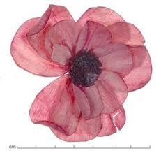 Image result for Aeschynomene sp. A