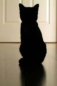 Pin By Belle Herrera On Petites Cats Cool Cats Black Cat