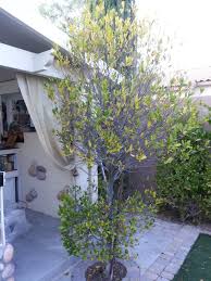 Fragrant, white flower spikes bloom in spring and produce black fruits. Xtremehorticulture Of The Desert Carolina Cherry Laurel Is From Which State