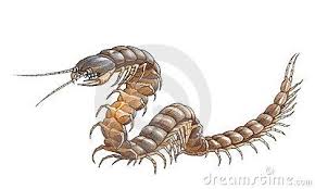 Giant Centipede Drawing Google Search Centipede Drawings Sketch Book