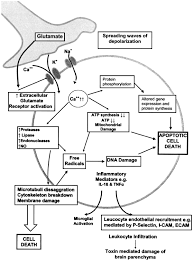 Image result for Stroke Pathophysiology