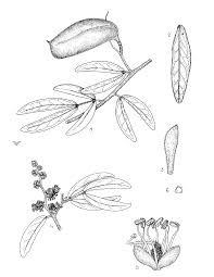 Image result for Triainolepis sancta