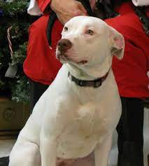 The pitbull lab mix is a cross between the labrador retriever and the american pitbull terrier. 7 Random Ideas Pitbull Lab Mix Lab Mix Calendar Craft