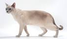 Tonkinese cat - Wikipedia