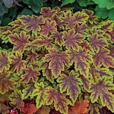 Evergreen perennials don't lose their all perennial plants will have a hardiness zone in which they grow best. 110 Zone 9 Perennials Ideas Perennials Plants Flowers