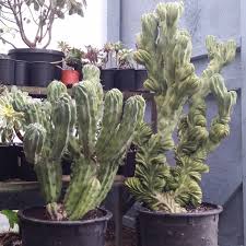 Image result for Myrtillocactus geometrizans