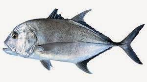 Jenis Ikan Laut Yang Anda Tau Apa Sob Toluna