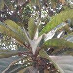 Image result for Ficus saussureana