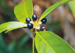 Image result for Gaertnera