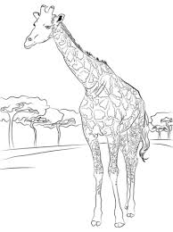55 Outstanding Giraffe Coloring Sheet Azspring
