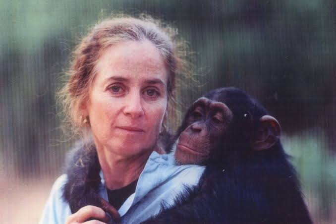 Woman lives in jungle for 6 years to teach chimp raised as human how to be  wild - Irish Mirror