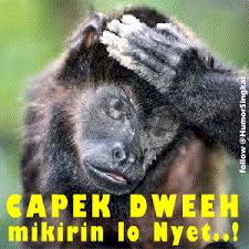 Alam tv download full episodes | the most watched videos of all time: Halo Semuanya Selamat Datang Di Gambar Tertawa Blogspot Com Kali Ini Penulis Akan Membagikan Koleksi Gambar Gambar Lucu Pastinya Menghib Humor Animals Gorilla