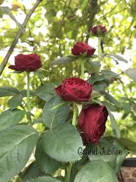 Pin On Roses