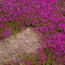 Creeping Thyme Seed Thymus Serpyllum Magic Carpet Ground Cover Seeds Creeping Thyme Ground Cover Landscaping With Rocks