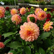 Dahlia Gardenetta Peach 1Ltr ⋆ Cuckoo Bridge Nursery & Farm Shop