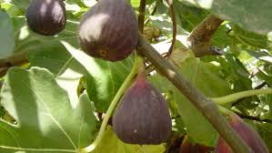 Citrus trees are among the most widely planted backyard fruit trees in south louisiana. Lsu Agcenter It S A Good Time To Plant Fruit Trees Home Garden Theadvocate Com