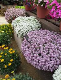 You can grow this flower in a container, garden bed, or decorative hanging baskets. Navya Germination Sweet Alyssum Mix Flower Seeds F1 Hybrid Special Pack For Your Home Plant And Gardening This Seeds Prepared Like Organic Seed Price In India Buy Navya Germination Sweet Alyssum