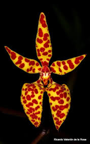 Image result for Ochna richardsiae