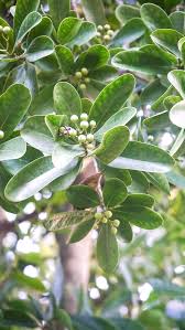Image result for Canellaceae