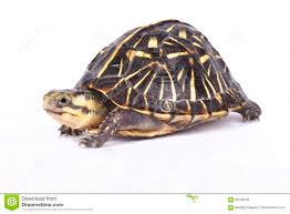 florida box turtle terrapene carolina bauri stock image