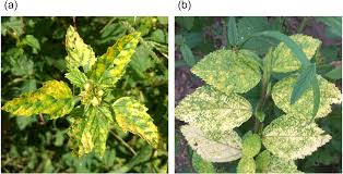 Image result for Rhynchosia micrantha
