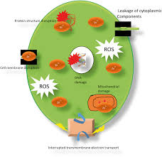 Recent papers in crop protection, pest control, entomology. Recent Advances In Nano Enabled Fertilizers And Pesticides A Critical Review Of Mechanisms Of Action Environmental Science Nano Rsc Publishing