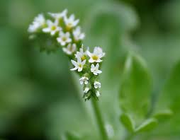 Image result for Euploca ovalifolia