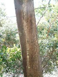 Image result for Acacia mearnsii