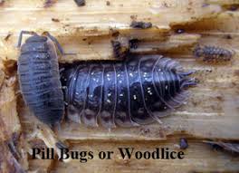 Bug blasters pest control is a family owned pest control company located in st. General Pests Pest Library Front Range Pest Control Of Fort Collins Serving Northern Colorado