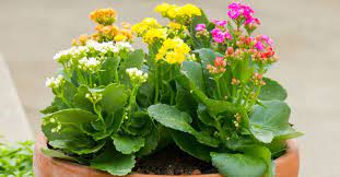 Can You Plant Kalanchoe Outdoors World Of Succulents
