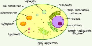 Thank you for visiting plant and animal cell labeled simple, we hope you can find what you need here. 1 3 Eukaryotic Cells A Biology