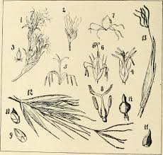 Image result for Costularia