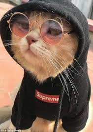 Takip Ederseniz Seviniriz Cute Cat Wallpaper Cat Aesthetic Cute Animals