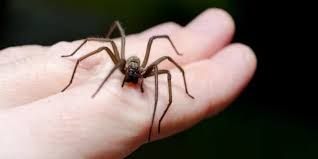 Image result for Spider Bite