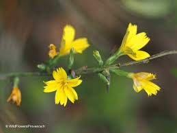 Image result for Lactuca inermis