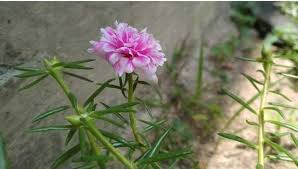 We did not find results for: Keunikan Bunga Jam 9 Steemit